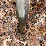Wood Rot and Best Wood for Ground Contact and Wet Conditions