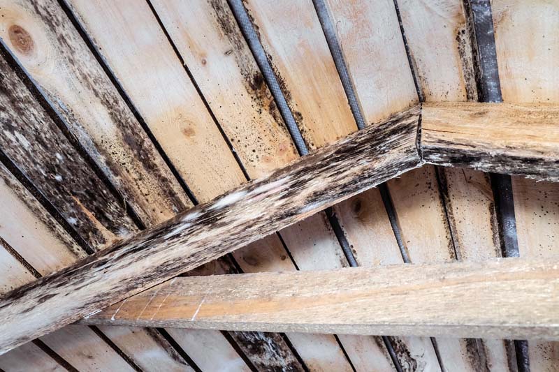 Mold Prevention in Post-Frame Construction: Best Practices for Long-Lasting Buildings