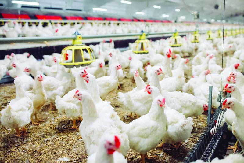 Building for Corrosive Environments: Material Selection for Livestock Facilities